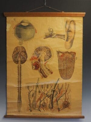 Antique Anatomical Chart (VI.) Human Anatomy Head Signed by E. Hoelemann