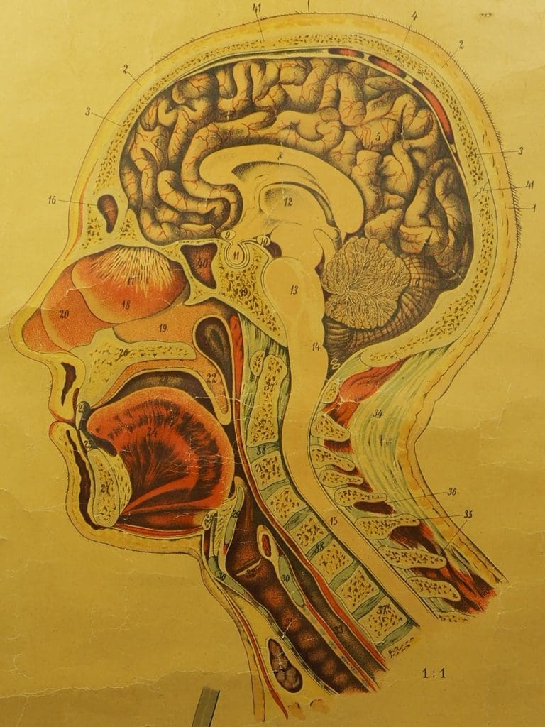 Antique Anatomical Chart (VI.) Human Anatomy Head Signed by E. Hoelemann