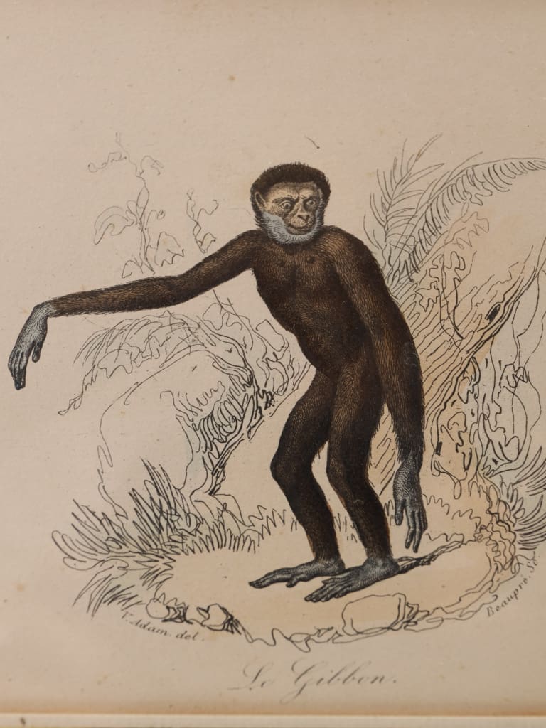 A Rare and Striking Triptych of 19th-Century Hand-Coloured Zoological Lithographs: Exotic Primates