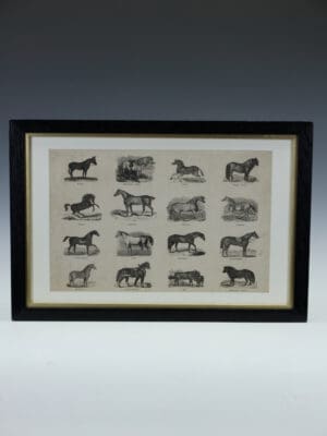 Original 1850 Webb & Millington Wood Engraging – ‘The Panorama of Horses’