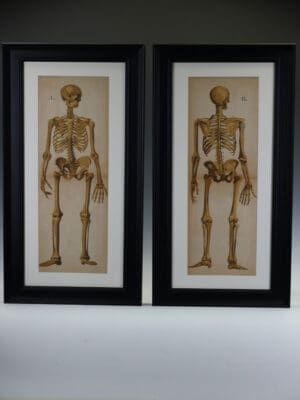 A Pair of Victorian Anatomical Studies: The Human Skeleton (c. 1870)