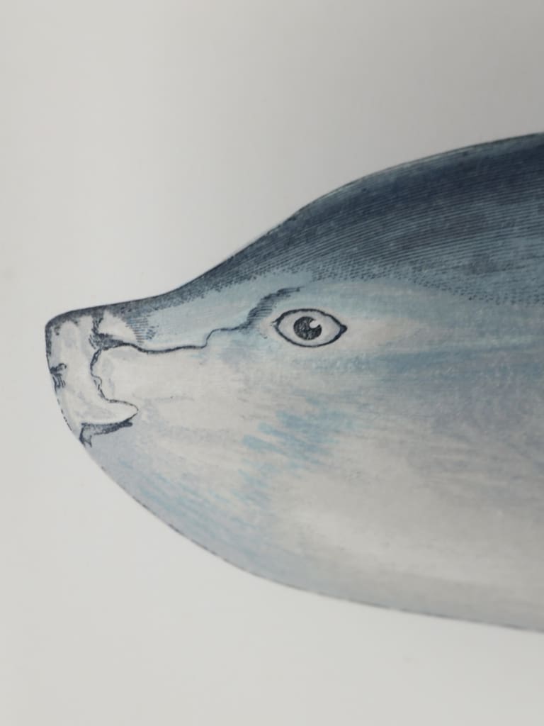 A Fine Victorian Colour Lithograph: &lsquo;The Longer Sunfish&rsquo; London, 1884